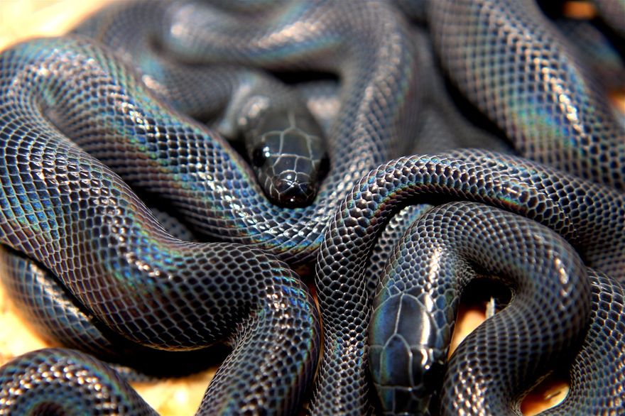 Black Togo housesnakes males and females avialable ...150,- each ..